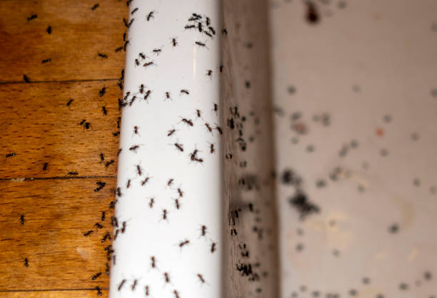 Reliable Cloverdale, VA Pest Control Solutions