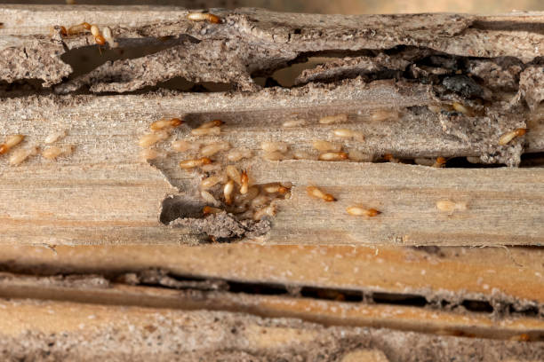 Best Mosquito Control Services  in Cloverdale, VA
